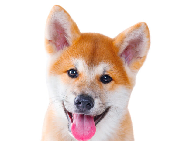 犬窝咳用什么药治疗最有效-犬窝咳如何治疗