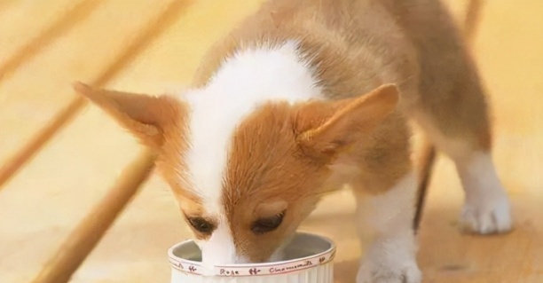 狗狗上火吃什么好?7种降火食物,建议收藏 狗狗上火吃什么好?7种降火食物,建议收藏