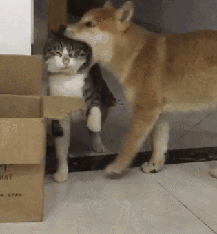 如何能让狗不攻击猫-该怎么理解鲁迅的《狗猫鼠》