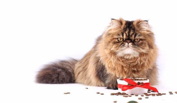 猫咪益生菌可以天天吃吗-猫天天关起来可以吗