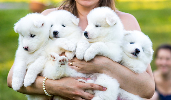 萨摩耶犬好养吗