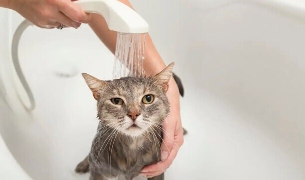 猫咪洗澡多少钱一次-小猫送宠物店洗澡要多少钱