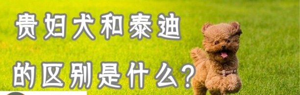 贵妇犬和泰迪的区别是什么-花贵宾犬与花泰迪犬有什么区别