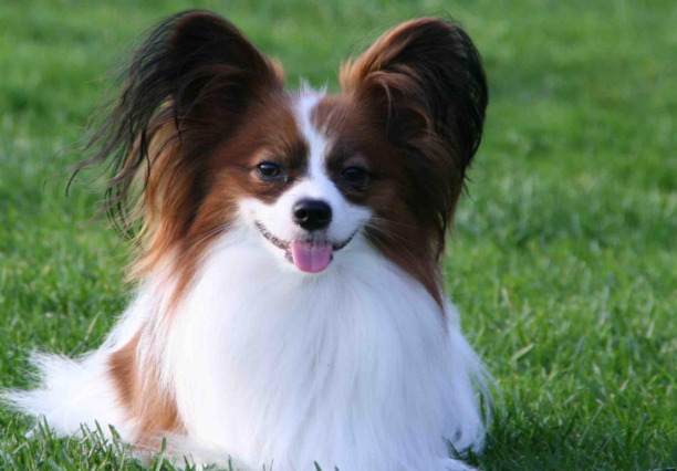 要不要养蝴蝶犬，看完这几点再决定