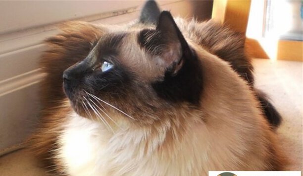 怎么判断巴厘猫的年龄-猫科动物智商排名前10名