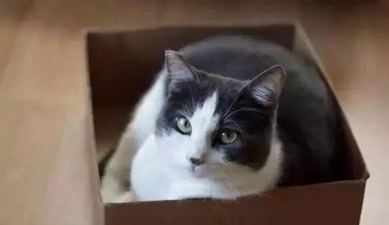 为什么猫咪能缩在小盒子里-猫咪能穿过比身体小很多的缝隙