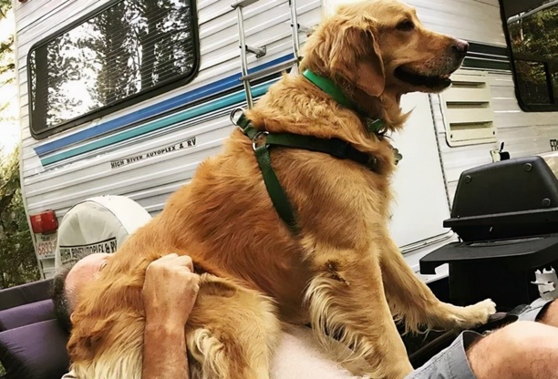 那种狗狗智商高好训练-马犬的忠诚有多可怕 那种狗狗智商高好训练-马犬的忠诚有多可怕
