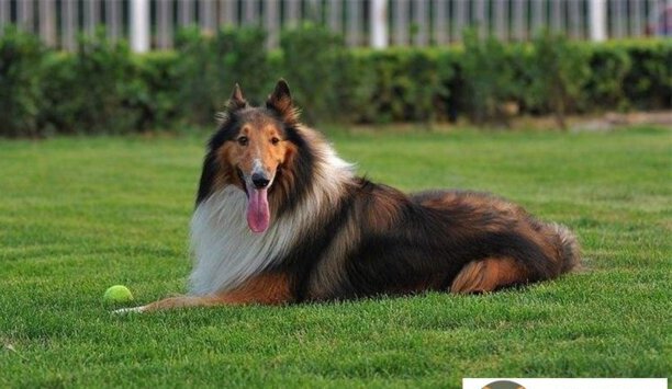 苏格兰牧羊犬什么颜色最贵-苏格兰牧羊犬多少钱 苏格兰牧羊犬什么颜色最贵-苏格兰牧羊犬多少钱