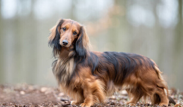 最厉害的小型护卫犬