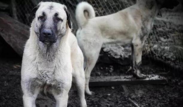 战斗力最强的狗-什么犬种战斗力最强