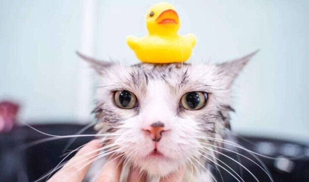 猫咪洗澡多少钱一次-小猫送宠物店洗澡要多少钱