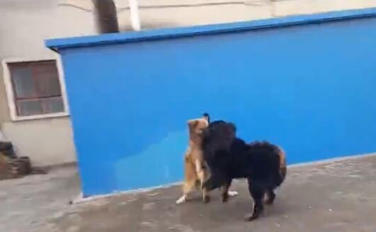 高加索犬与藏獒打架-高加索犬跟藏獒那个厉害