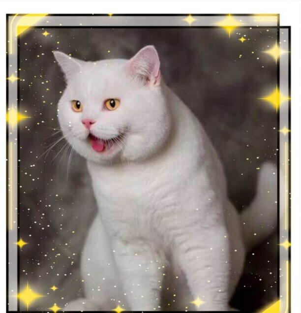 白色的猫有哪些品种-白猫在中国的寓意