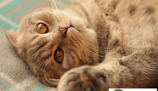 普通折耳猫多少钱一只-蓝白苏格兰折耳猫一般卖多少钱