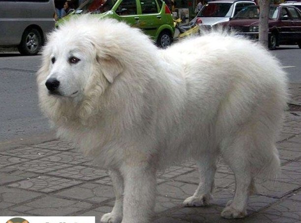 上海大白熊犬价格-养大白熊犬一个月要花费多少
