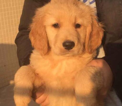 小金毛多少钱一只-纯种金毛幼犬多少钱一只