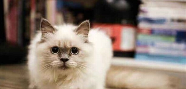 怎么判断猫咪发烧了-猫咪温度多高算发烧