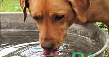 狗狗什么病会引起大量喝水
