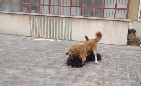 高加索犬与藏獒打架-高加索犬跟藏獒那个厉害