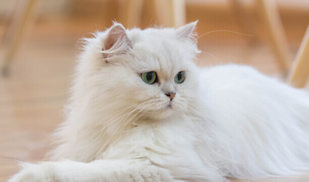 猫咪智商排名前十-猫智商排名是怎样的 猫咪智商排名前十-猫智商排名是怎样的