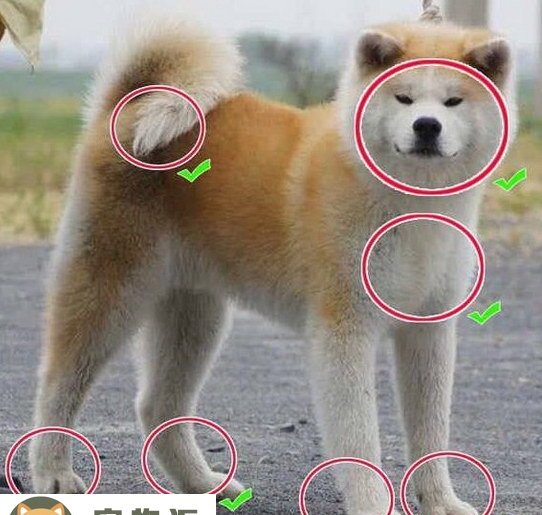 秋田犬怎么看纯不纯-怎样判断秋田犬纯不纯 秋田犬怎么看纯不纯-怎样判断秋田犬纯不纯