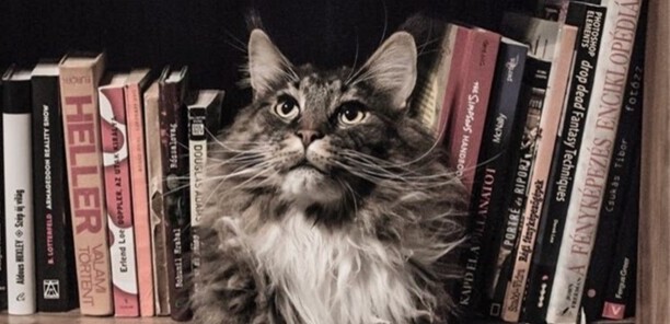 怎么判断猫咪发烧了-猫咪温度多高算发烧