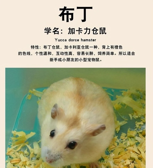 最温顺的熊类仓鼠排名-养什么鼠好 最温顺的熊类仓鼠排名-养什么鼠好