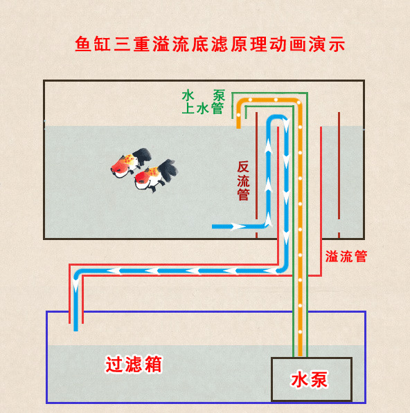养观赏鱼的过滤方法-观赏鱼养水的正确方法 养观赏鱼的过滤方法-观赏鱼养水的正确方法