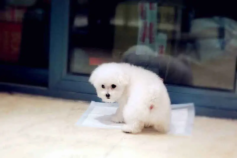 土狗怎么训练大小便,怎样训练土狗 土狗怎么训练大小便,怎样训练土狗