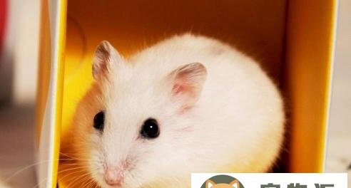 仓鼠为什么会装死-仓鼠是怎样装死的