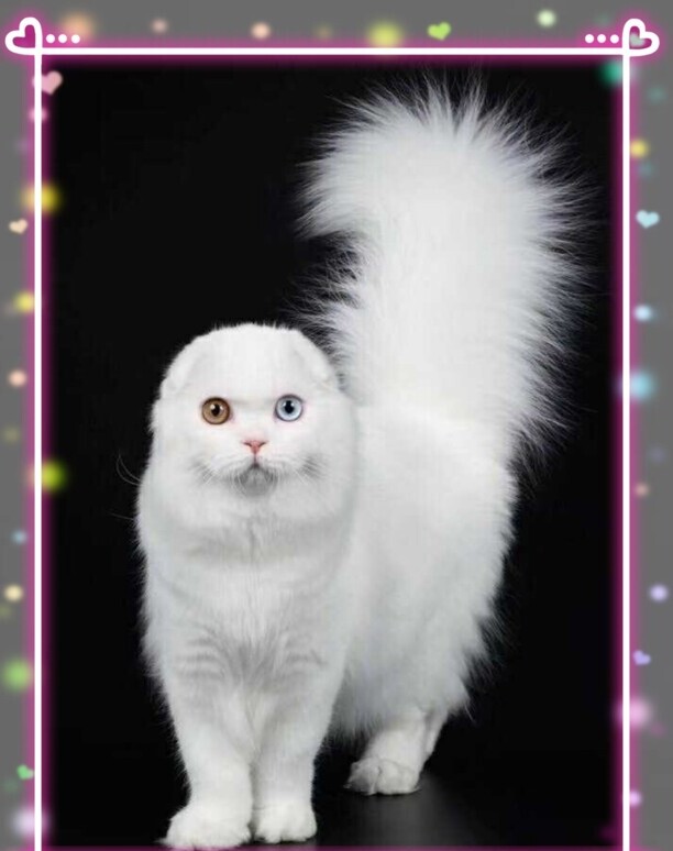 白色的猫有哪些品种-白猫在中国的寓意