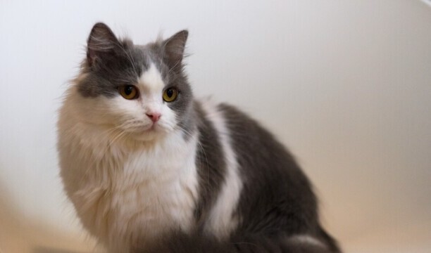 为什么拿破仑猫不建议养-拿破仑猫性格