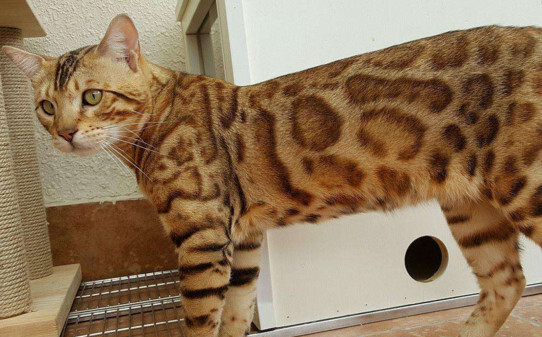 豹猫和孟加拉猫的区别