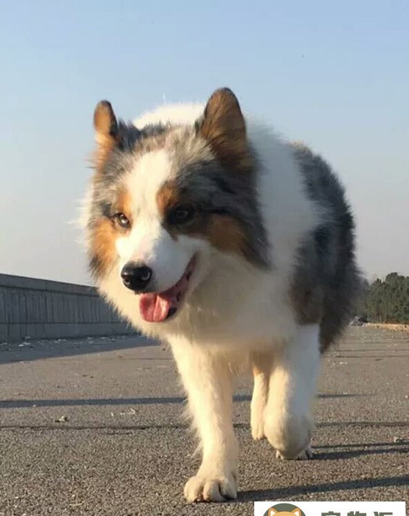 怎样训练狗放羊方法-怎样训练边境牧羊犬放羊