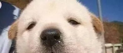 如何分辨是不是犬窝咳-小狗犬窝咳怎么办急 如何分辨是不是犬窝咳-小狗犬窝咳怎么办急