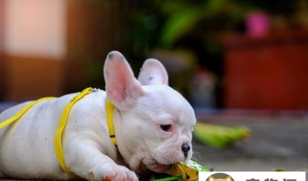 法国斗牛犬的优点与缺点