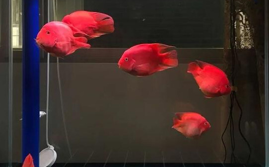 鹦鹉鱼适合多少度水温 鹦鹉鱼适合多少度水温