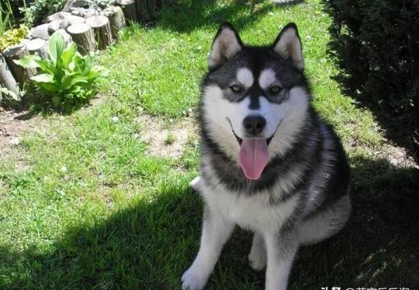 大型犬排名-什么样的大型犬最好最漂亮