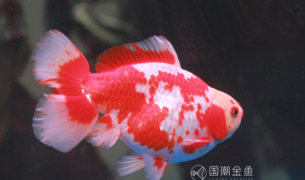 金鱼有哪几种种类
