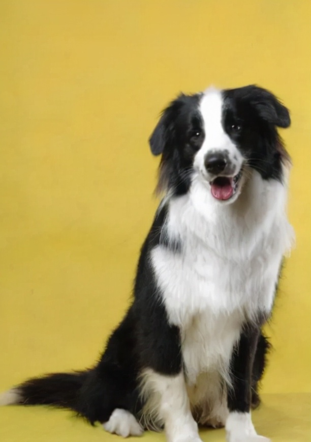 边牧犬如何训练-边牧零基础驯养方法