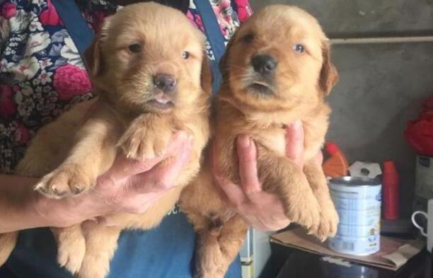 小金毛多少钱一只-纯种金毛幼犬多少钱一只