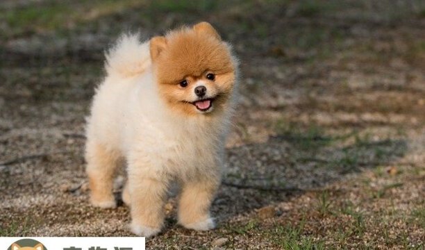 吉娃娃和小鹿犬的区别-鹿犬和吉娃娃的串串的优缺点