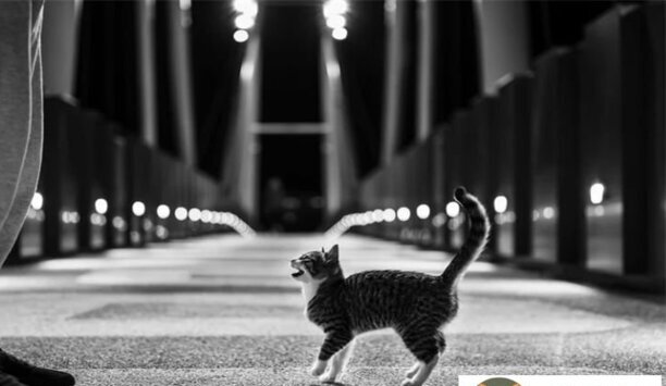 猫换新主人会想旧主人吗-把猫丢出去它会知道自己被丢弃吗