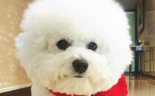 比熊犬必吃十种食物 比熊犬必吃十种食物