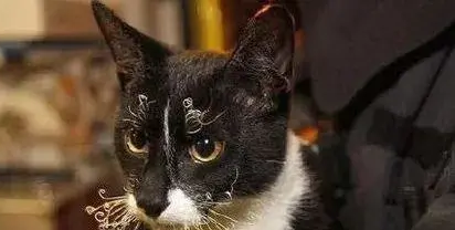 0度左右猫会冻死吗-猫右眼睛睁不开怎么办