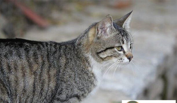 为什么不建议养土猫-土猫能养多久