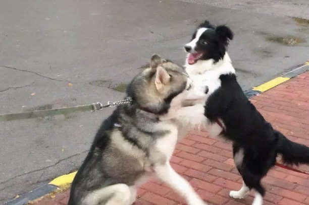 那种狗狗智商高好训练-马犬的忠诚有多可怕 那种狗狗智商高好训练-马犬的忠诚有多可怕