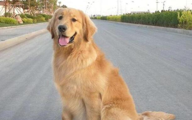 小金毛多少钱一只-纯种金毛幼犬多少钱一只