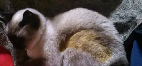 0度左右猫会冻死吗-猫右眼睛睁不开怎么办