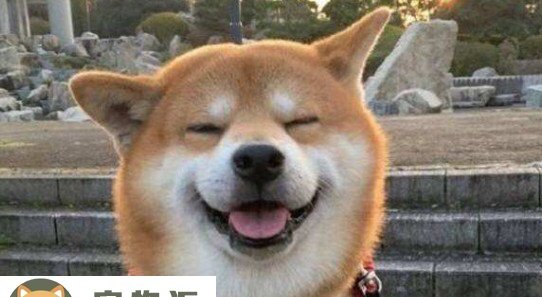 秋田犬和柴犬的区别在哪-如何区分柴犬与秋田犬